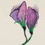 Watercolor painting of purple flower by Kevin Mejías